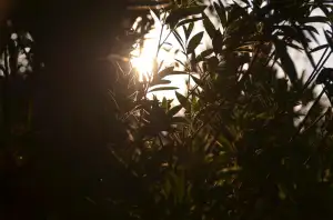 Kdy Stříhat Půdopokryvné Růže